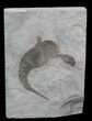 Eurypterus (Sea Scorpion) Fossil - New York #62809-1